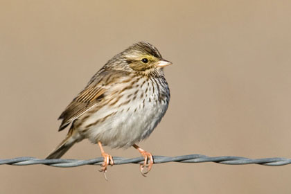 Savannah Sparrow Image @ Kiwifoto.com