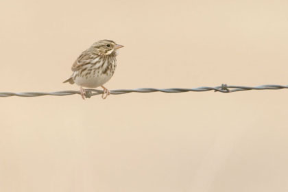Savannah Sparrow Picture @ Kiwifoto.com