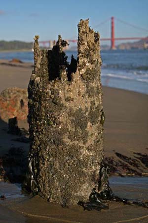 Golden Gate Pier Stump