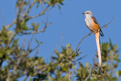 Scissor-tailed Flycatcher Photo @ Kiwifoto.com