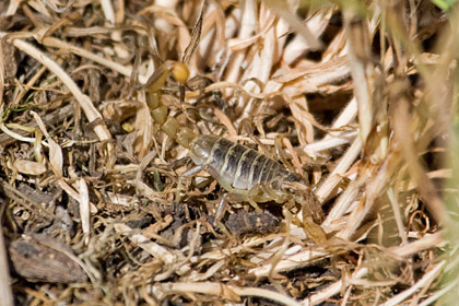 Scorpion Picture @ Kiwifoto.com