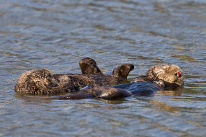 Sea Otter Photo @ Kiwifoto.com