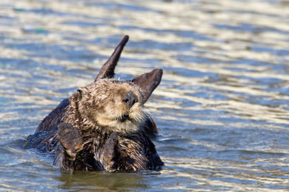 Sea Otter Picture @ Kiwifoto.com