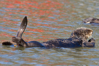 Sea Otter Image @ Kiwifoto.com