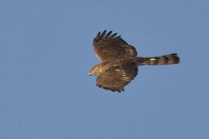 Sharp-shinned Hawk Photo @ Kiwifoto.com