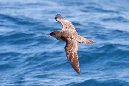 Short-tailed Shearwater Picture @ Kiwifoto.com