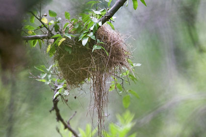 Sinaloa Wren (nest)