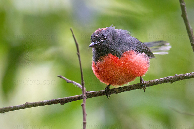 Slate-throated Redstart @ San Francisco, CA (Pine Lake Park)