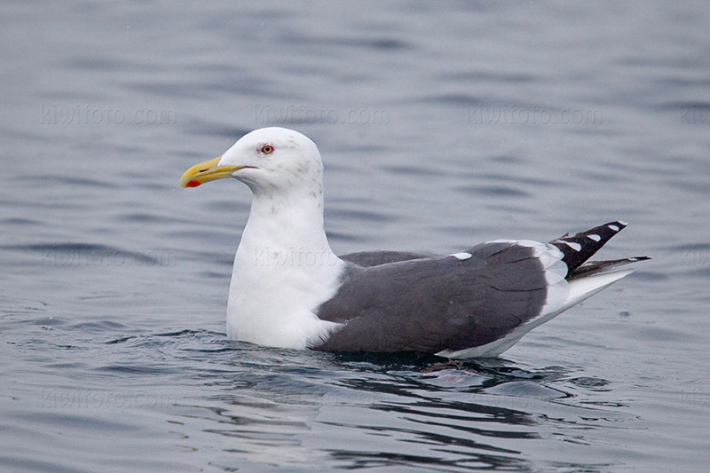 Slaty-backed Gull @ Rausu, Hokkaido, Japan