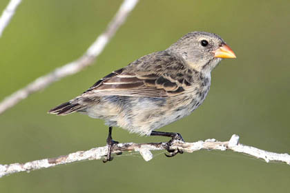 Small Ground-finch