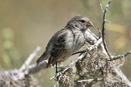 Small Ground-finch Picture @ Kiwifoto.com
