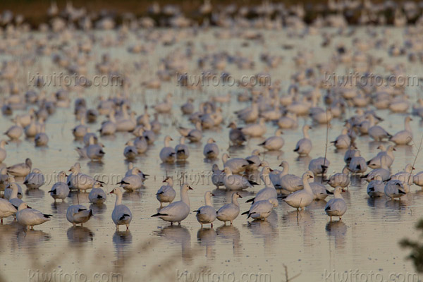 Snow Goose (Snow Goose and Ross's Geese)