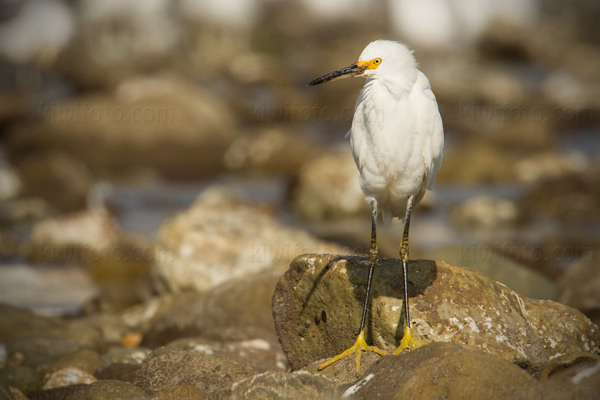 Snowy Egret Picture @ Kiwifoto.com