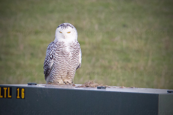 Snowy Owl