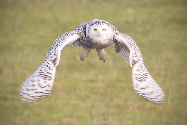 Snowy Owl Picture @ Kiwifoto.com