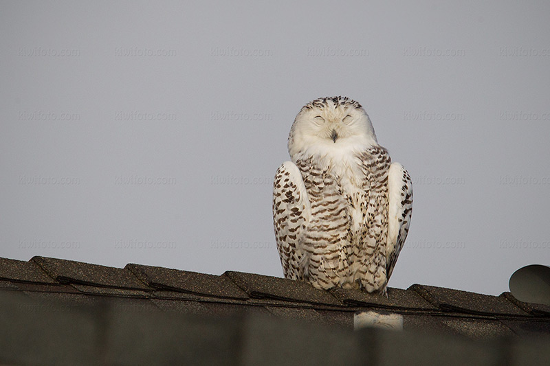 Snowy Owl Picture @ Kiwifoto.com
