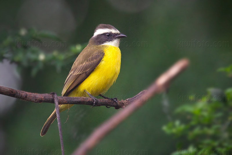 Social Flycatcher Picture @ Kiwifoto.com