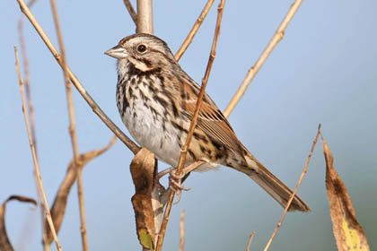 Song Sparrow Picture @ Kiwifoto.com