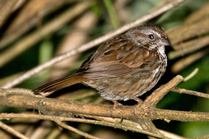 Song Sparrow (M.m. morphna)