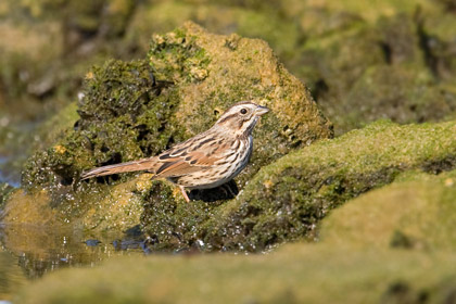 Song Sparrow Photo @ Kiwifoto.com