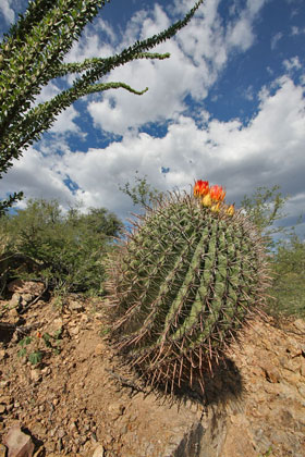 Sonoran Barrel Cactus Picture @ Kiwifoto.com