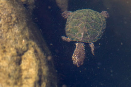 Sonoran Mud Turtle Photo @ Kiwifoto.com