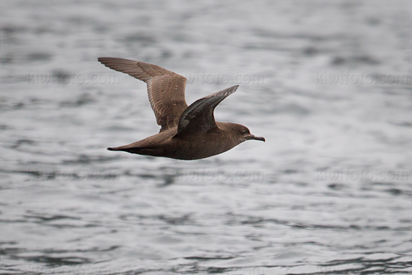 Sooty Shearwater Picture @ Kiwifoto.com
