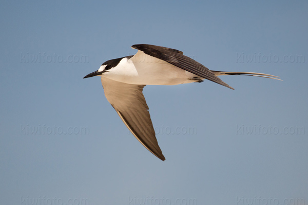 Sooty Tern Picture @ Kiwifoto.com