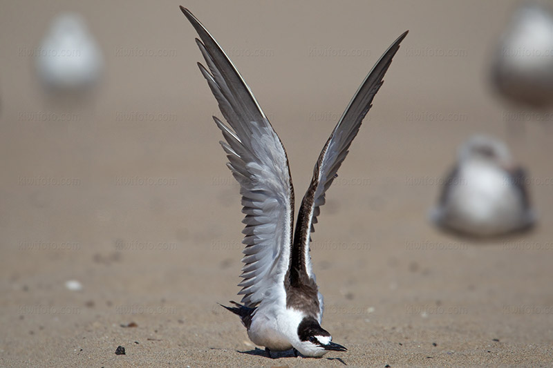 Sooty Tern Picture @ Kiwifoto.com