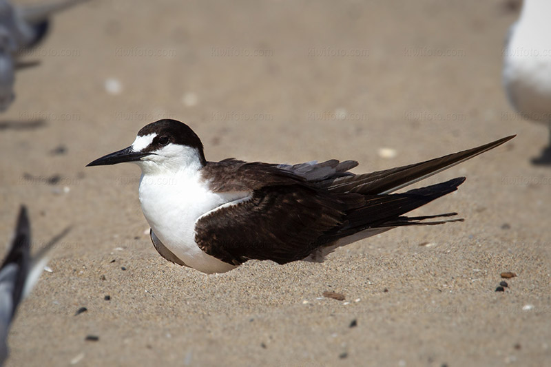 Sooty Tern Image @ Kiwifoto.com