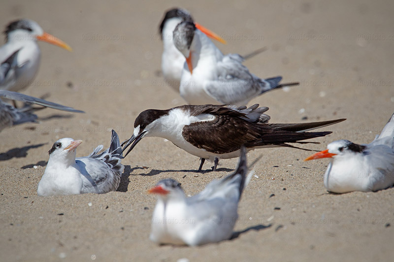 Sooty Tern Image @ Kiwifoto.com