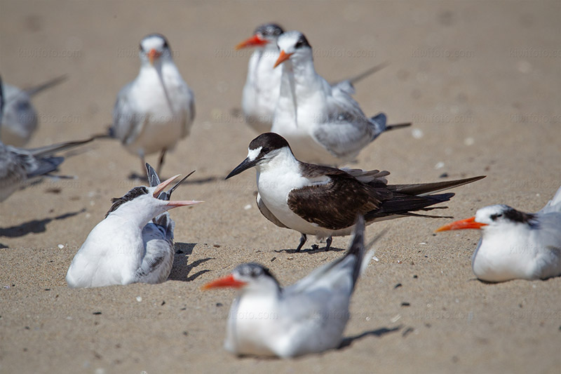 Sooty Tern Image @ Kiwifoto.com