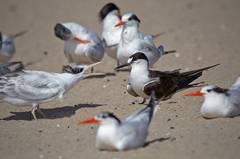 Sooty Tern Photo @ Kiwifoto.com