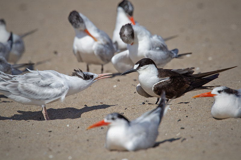 Sooty Tern Image @ Kiwifoto.com