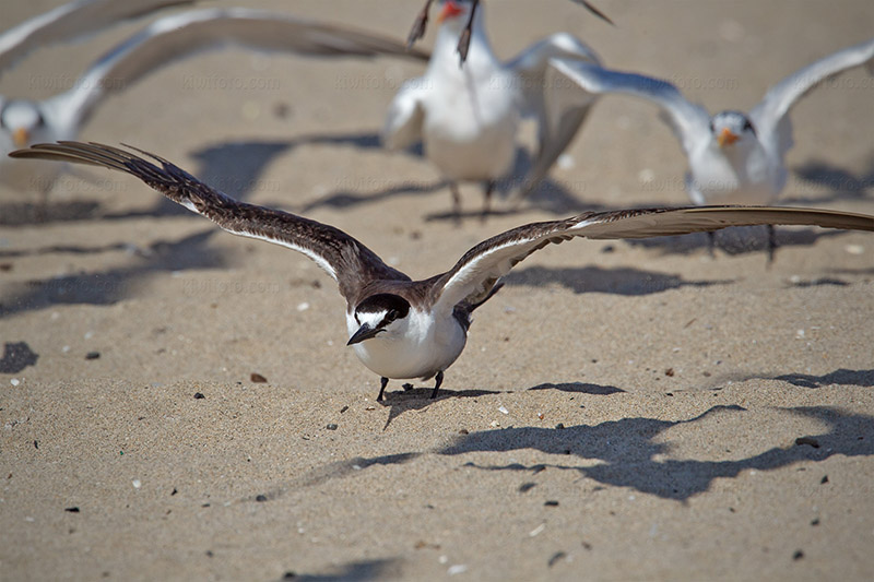Sooty Tern Picture @ Kiwifoto.com
