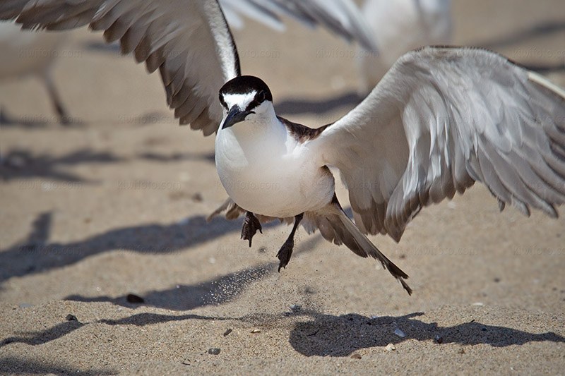 Sooty Tern Image @ Kiwifoto.com