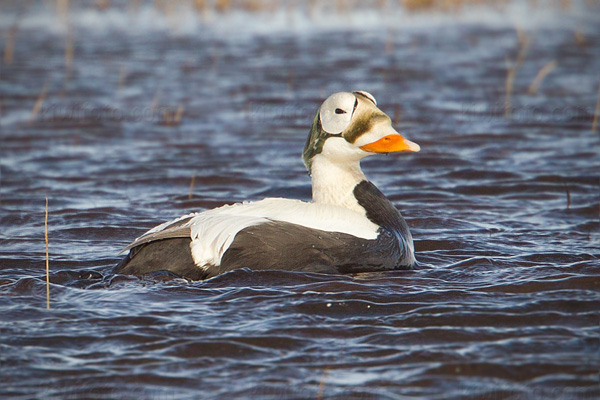Spectacled Eider Picture @ Kiwifoto.com