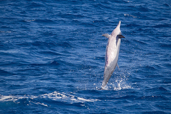Spinner Dolphin Picture @ Kiwifoto.com