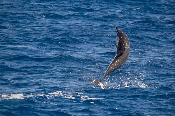 Spinner Dolphin Image @ Kiwifoto.com