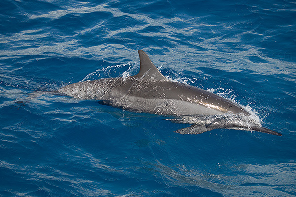 Spinner Dolphin Picture @ Kiwifoto.com