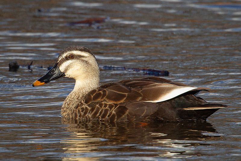 Spot-billed Duck @ Ueno Park, Taito City, Tokyo, Japan