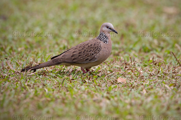 Spotted Dove Picture @ Kiwifoto.com