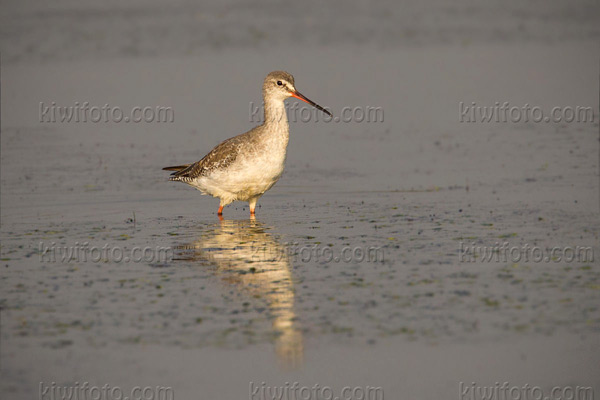 Spotted Redshank Picture @ Kiwifoto.com