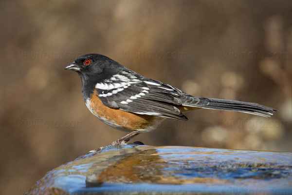 Spotted Towhee Picture @ Kiwifoto.com