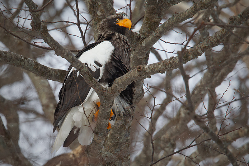 Steller's Sea-eagle @ Rausu, Hokkaido, Japan