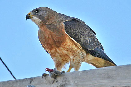 Swainson's Hawk Image @ Kiwifoto.com