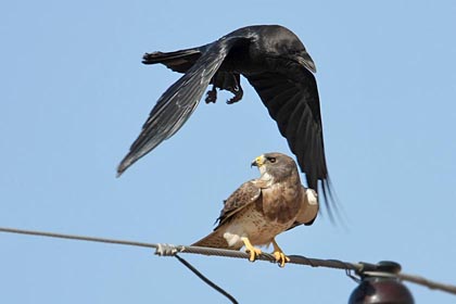 Swainson's Hawk Picture @ Kiwifoto.com