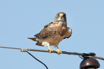 Swainson's Hawk Image @ Kiwifoto.com