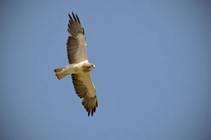 Swainson's Hawk Picture @ Kiwifoto.com