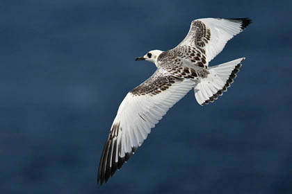 Swallow-tailed Gull Image @ Kiwifoto.com